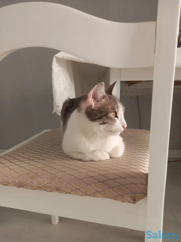 Отдам котенка в добрые руки, фотография 3