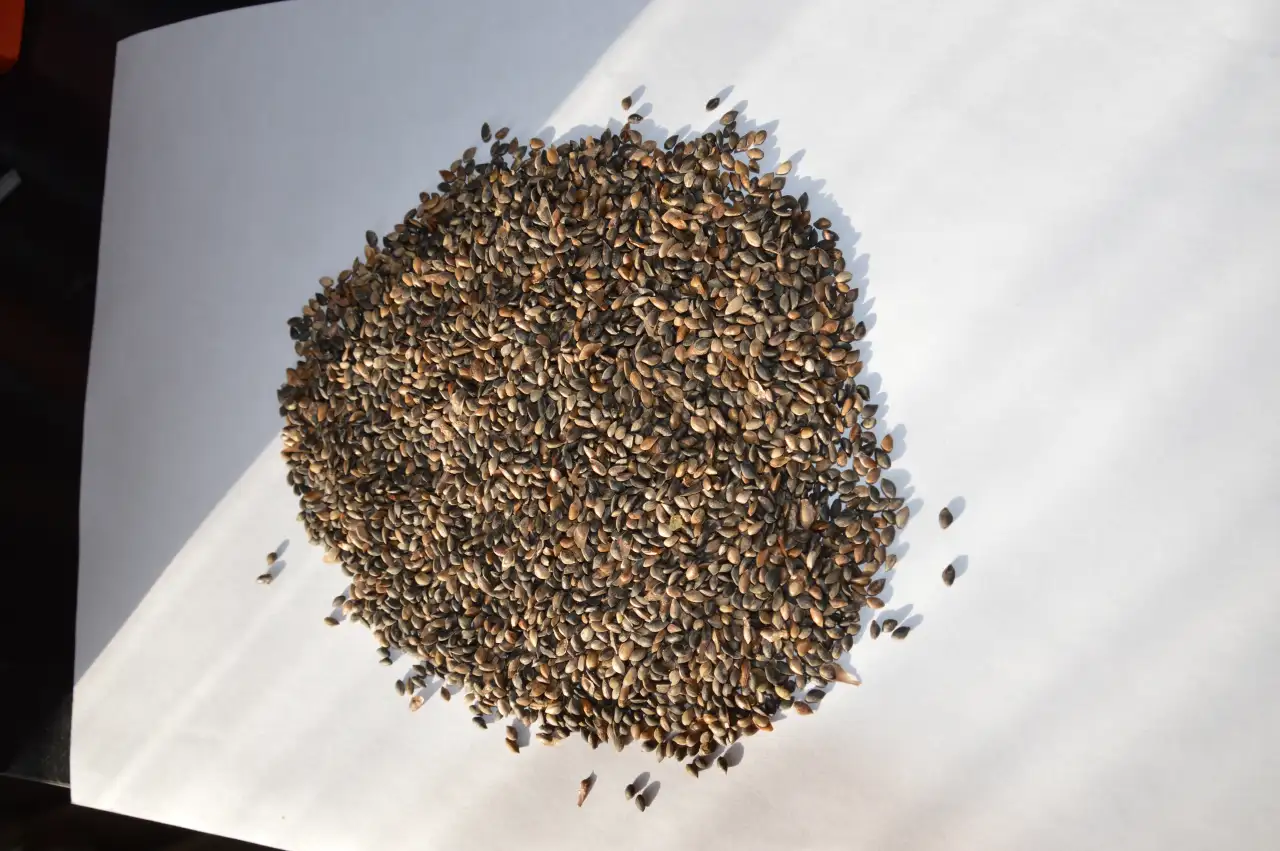 Семена сосны обыкновенной, фотография 1