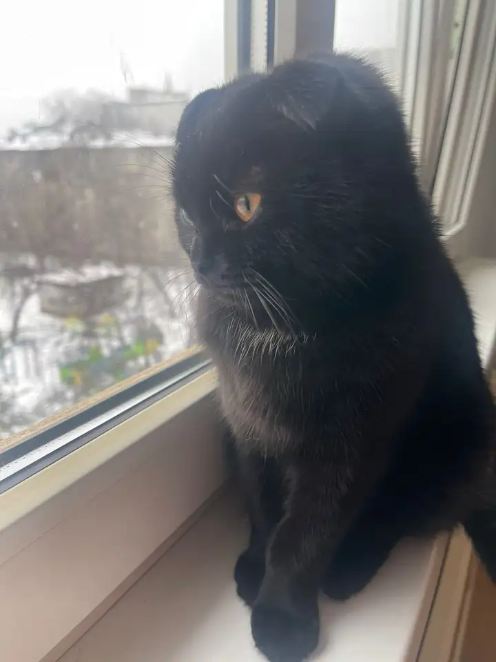 Отдам котенка в хорошие руки, фотография 4