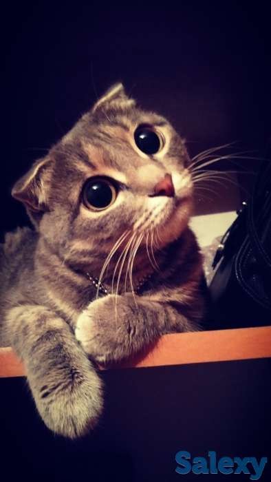 Отдам кошечку, фотография 1