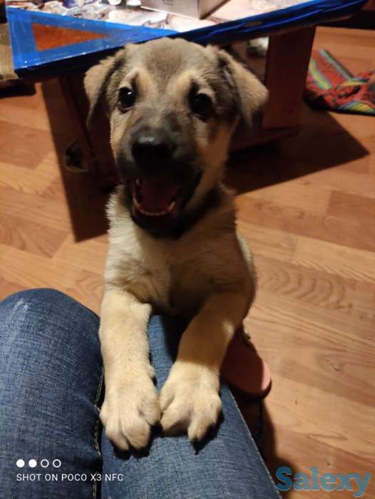 Отдадим щенка в частный дом, фотография 1