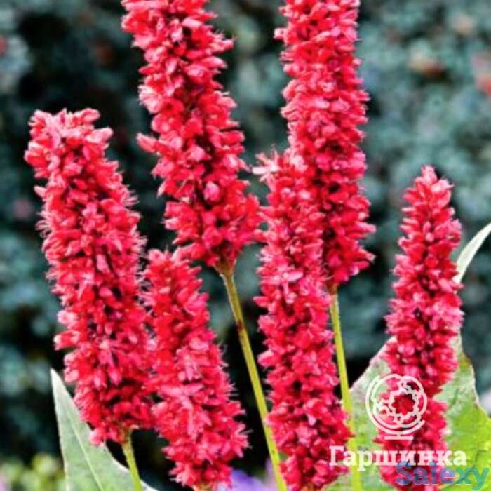 Горец змеиный фэт домино, фотография 1