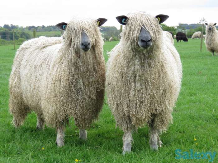 Племенные овцы Линкольн (скот из Европы класса Элита и Элита Рекорд), фотография 4