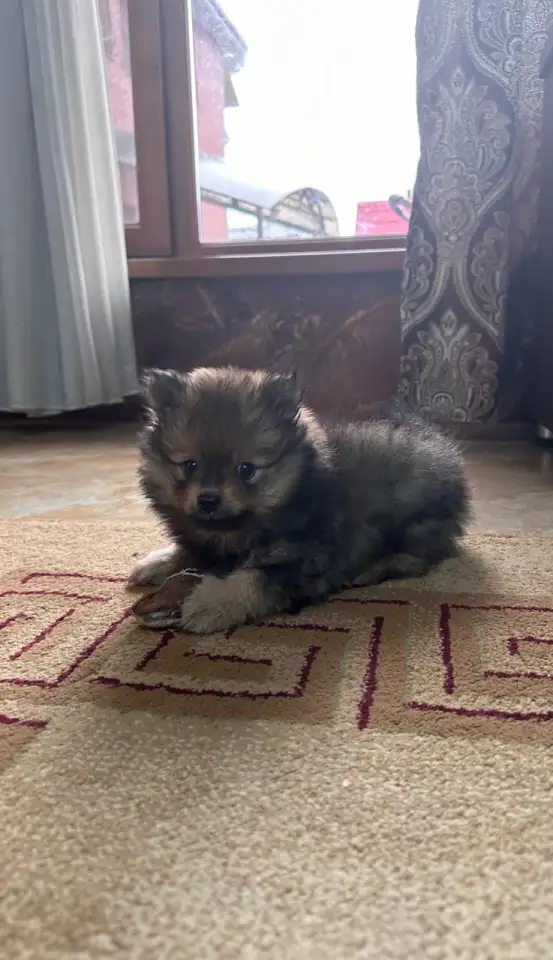 Шпиц- мальчик, фотография 1