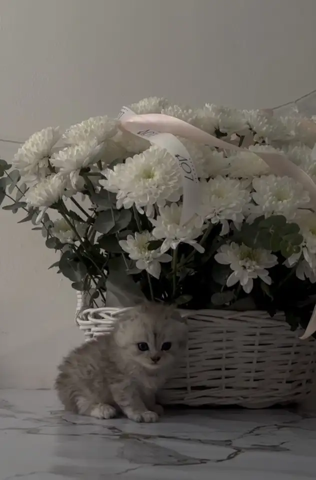 Шотландские чистокровные котята, котенок  редкие окрасы, фотография 3