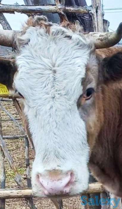 Продам большую корову, фотография 2