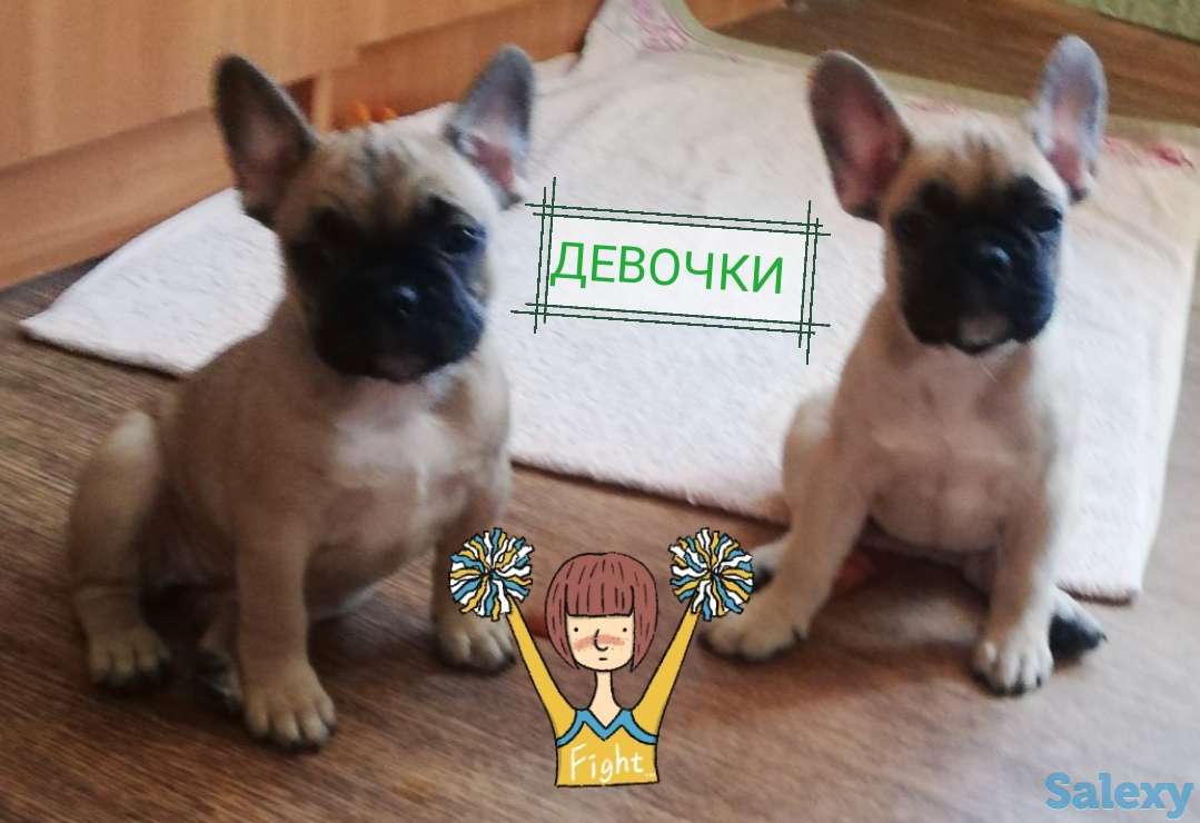 Продам очаровательных щенков породы французский бульдог, фотография 2