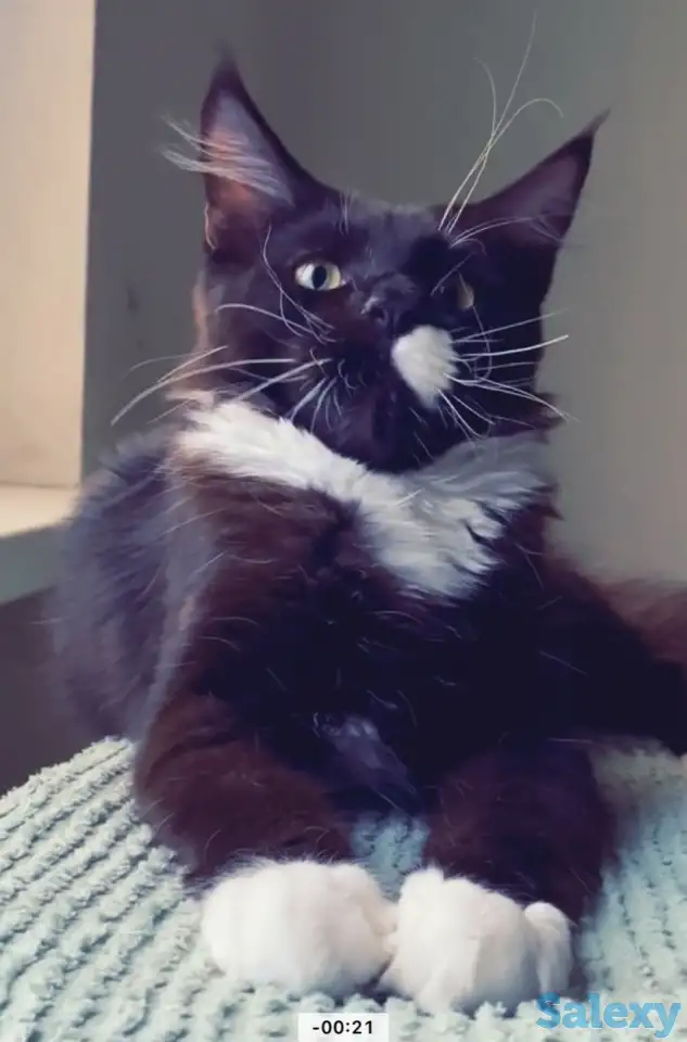 Котята мейн кун из питомника, фотография 6