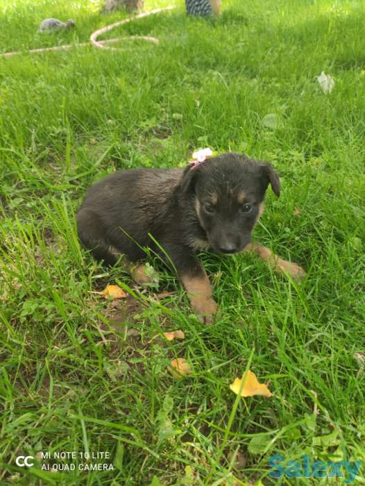 Щенки овчарки, фотография 2