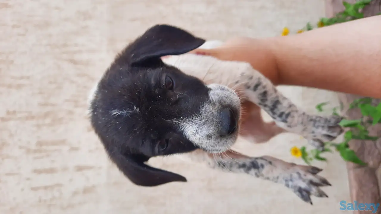 продам щенков, порода курцхаар, фотография 5