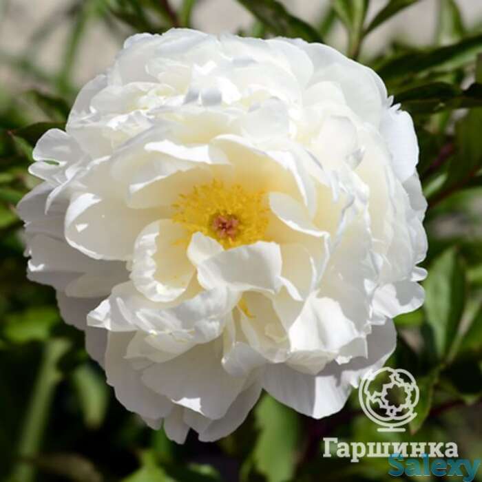 Пион гардения, фотография 1