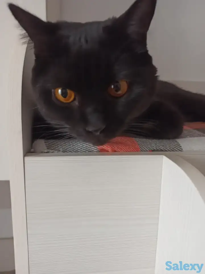 Отдам кота в хорошие руки, фотография 5