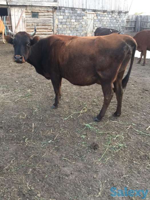 Продам, фотография 2