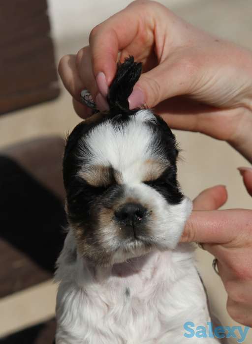 Американский кокер спаниель, фотография 1