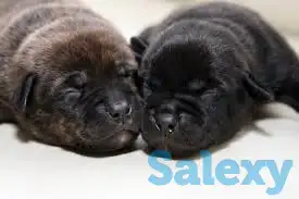 Шикарные щенки американской акиты, фотография 2