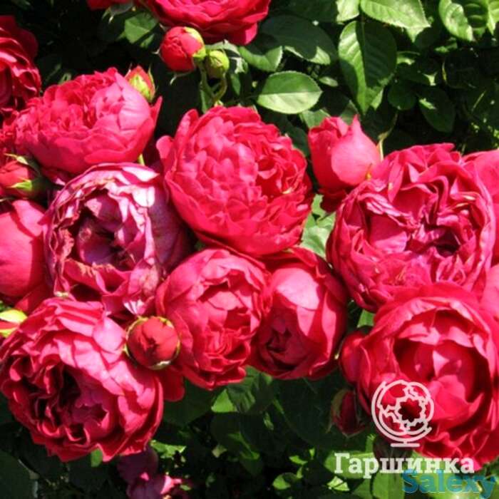 Роза аскот чайно-гибридная, тантау, фотография 1