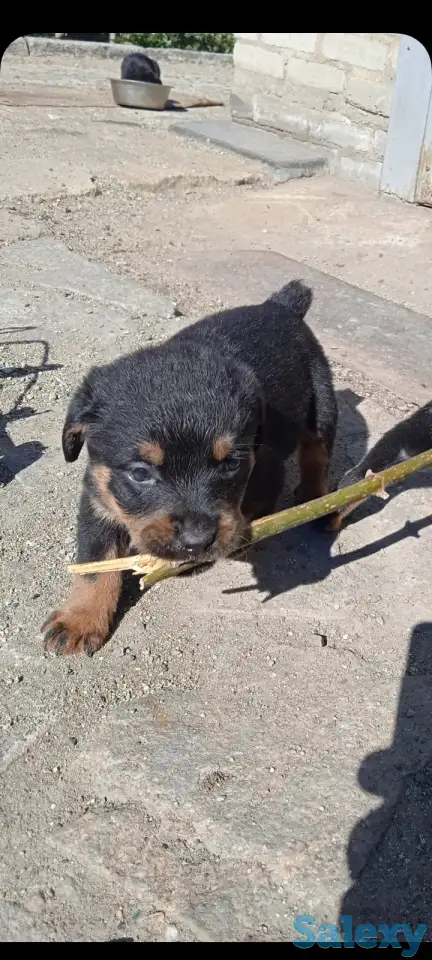Продам чистокровных щенков ротвейлера, фотография 3