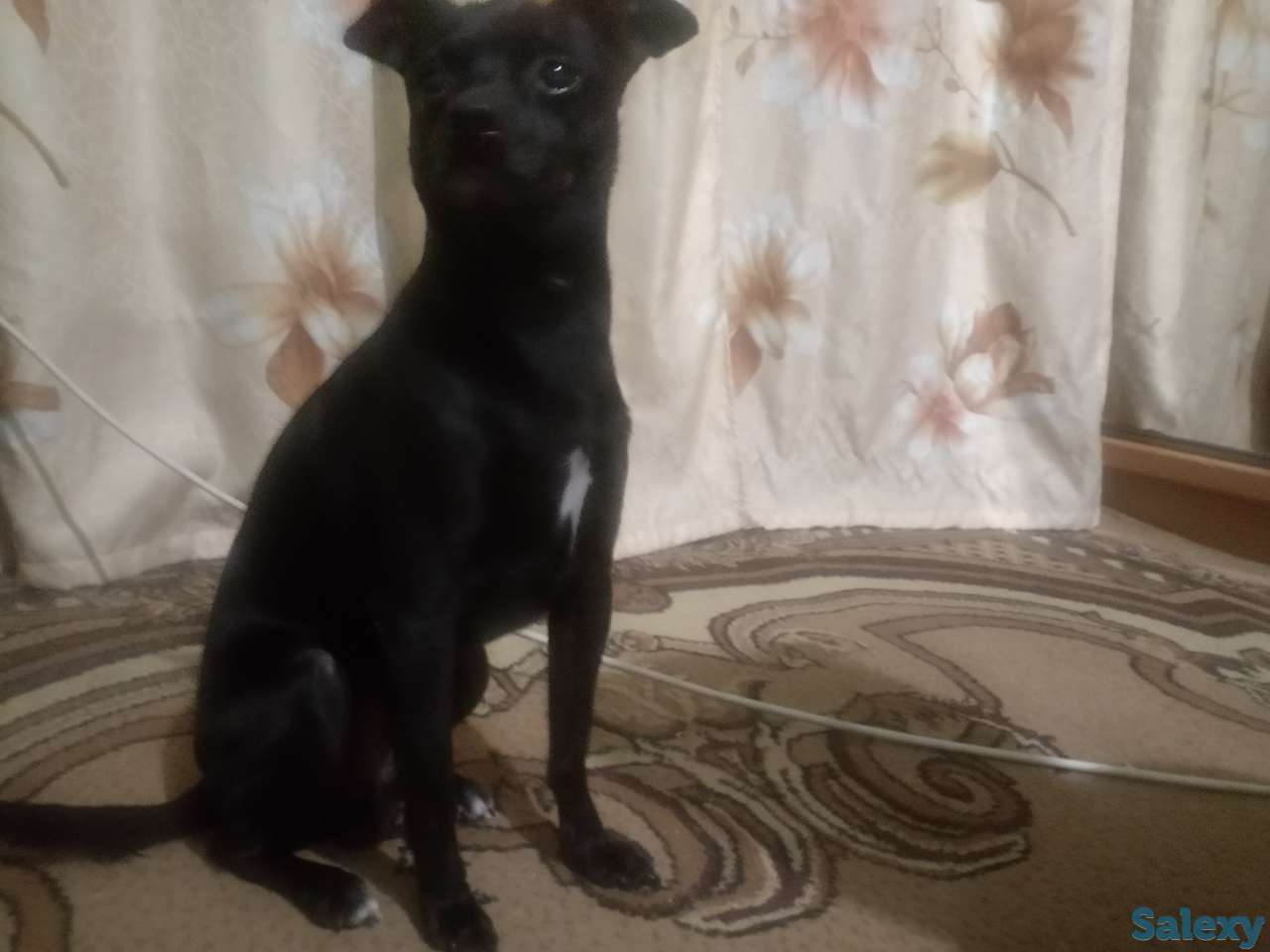 Ищем хозяина этого пёсика, фотография 1