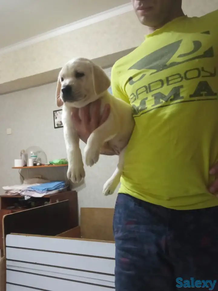 Продаются щенки Лабрадор ретривер, фотография 5