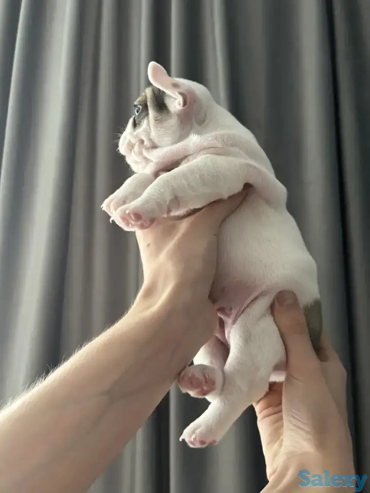 Очаровательные щенки, с сладкими складочками, фотография 4