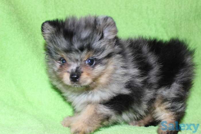 Продам девочек и мальчиков мерле, фотография 5