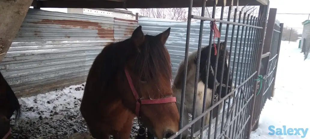 Продам лошадей, фотография 1