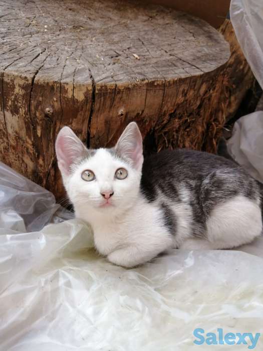 Отдам котят в добрые руки!, фотография 2