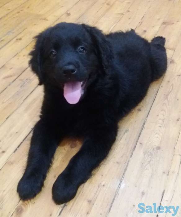 Продам щенков лабрадора черного окраса, фотография 3