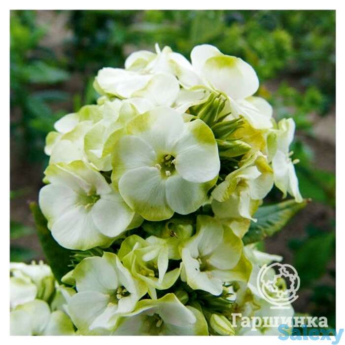 Флокс метельчатый Жадэ, фотография 1