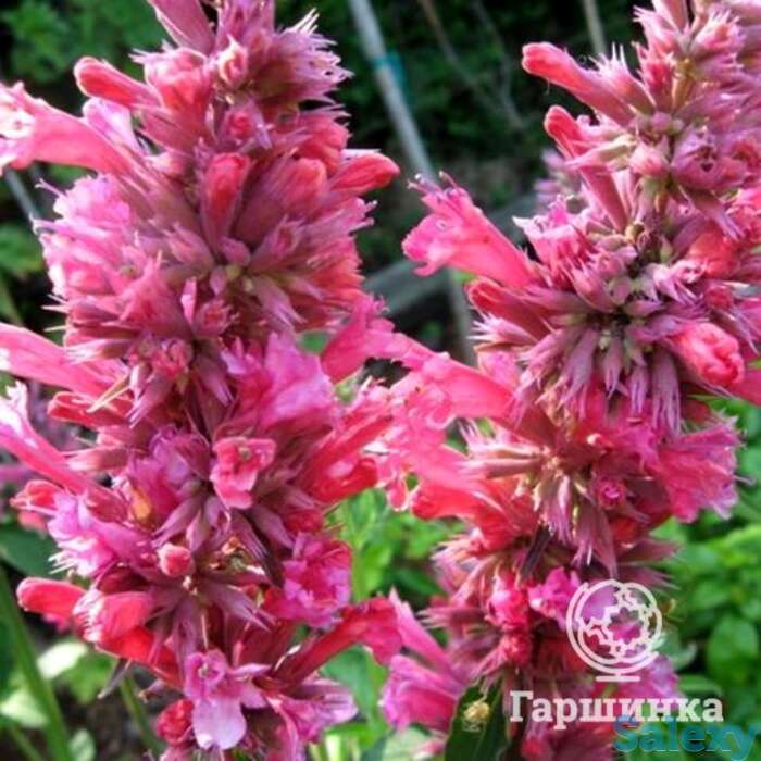 Лофант Ред Форчун, фотография 1