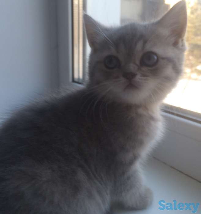 шотландский котенок, фотография 3