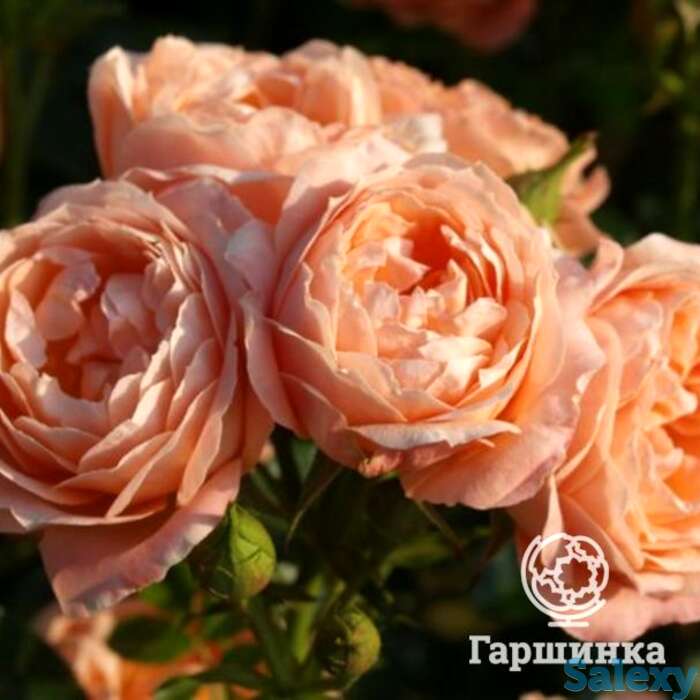 Роза свит дрим, фрайер, фотография 1