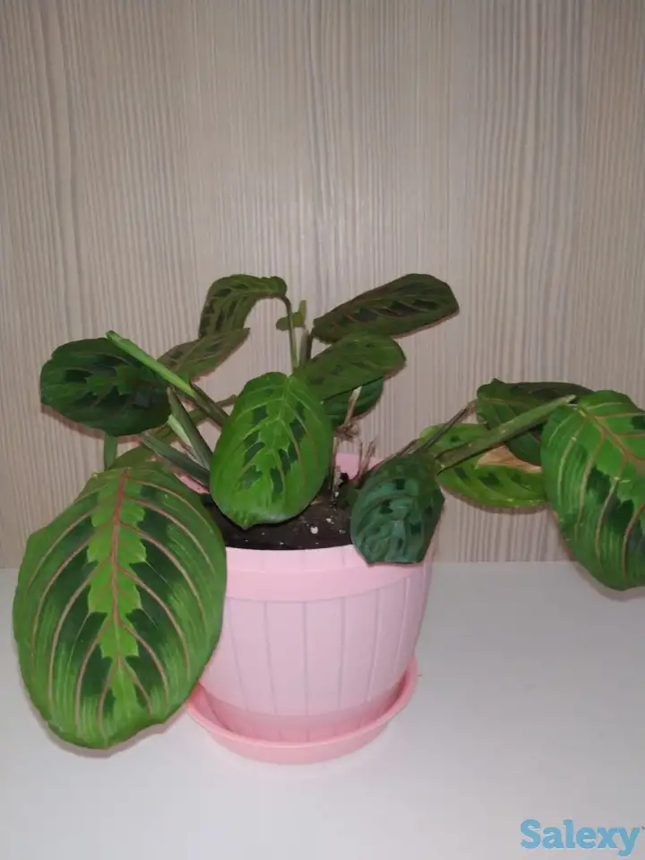 Комнатные растения, фотография 5