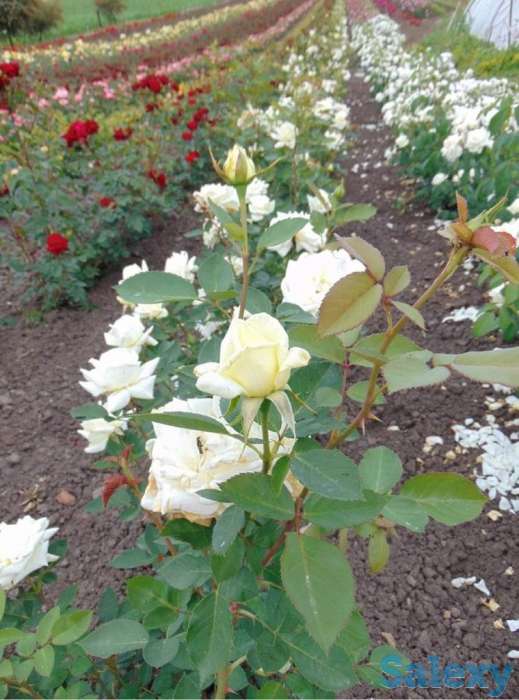 Саженец розы вьющейся и плетистой Сербия, фотография 10