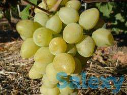 Саженцы винограда, фотография 7