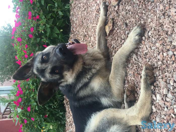 Пропала собака!!!, фотография 3