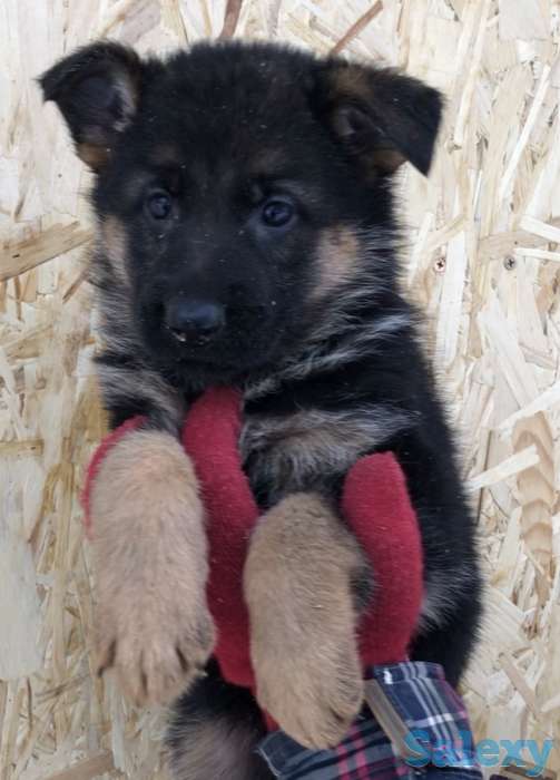 Щенки немецкой овчарки с родословной., фотография 7