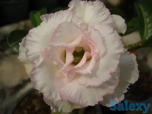 Семена  Адениум, фотография 5