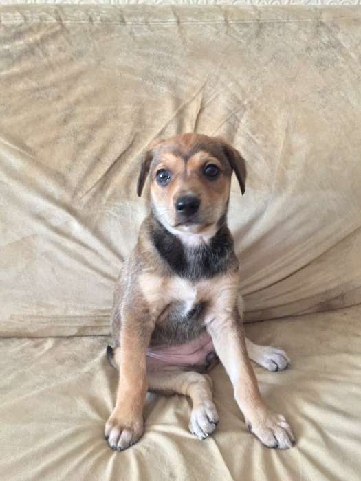  Отдам щенков в хорошие руки!, фотография 5