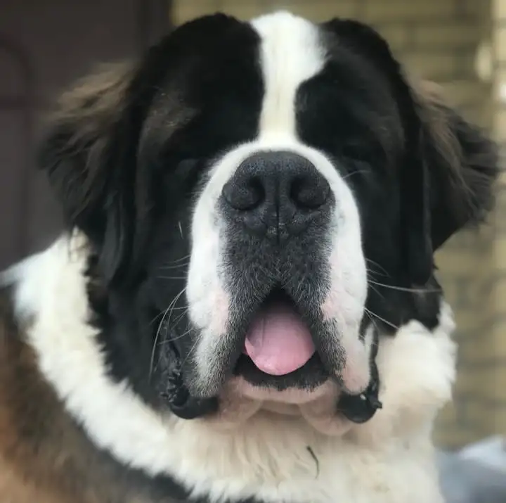 СЕНБЕРНАРЩЕНКИПРОДАЖА, фотография 9