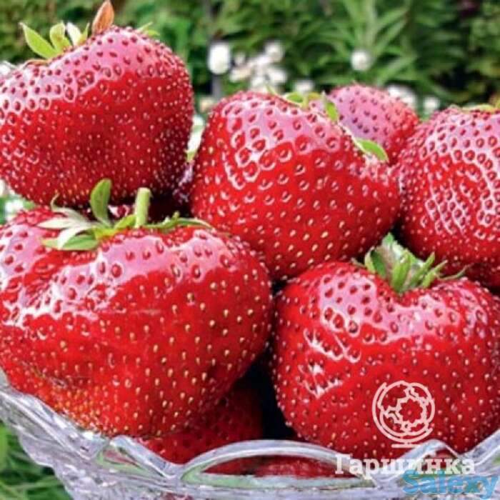 Семена Клубника Гигантелла 10шт, фотография 1