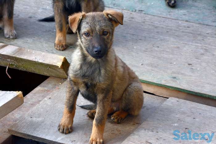 Отдам щенков дворняжек, любящим этих милых, неприхотливых и верных охранников, людям., фотография 3