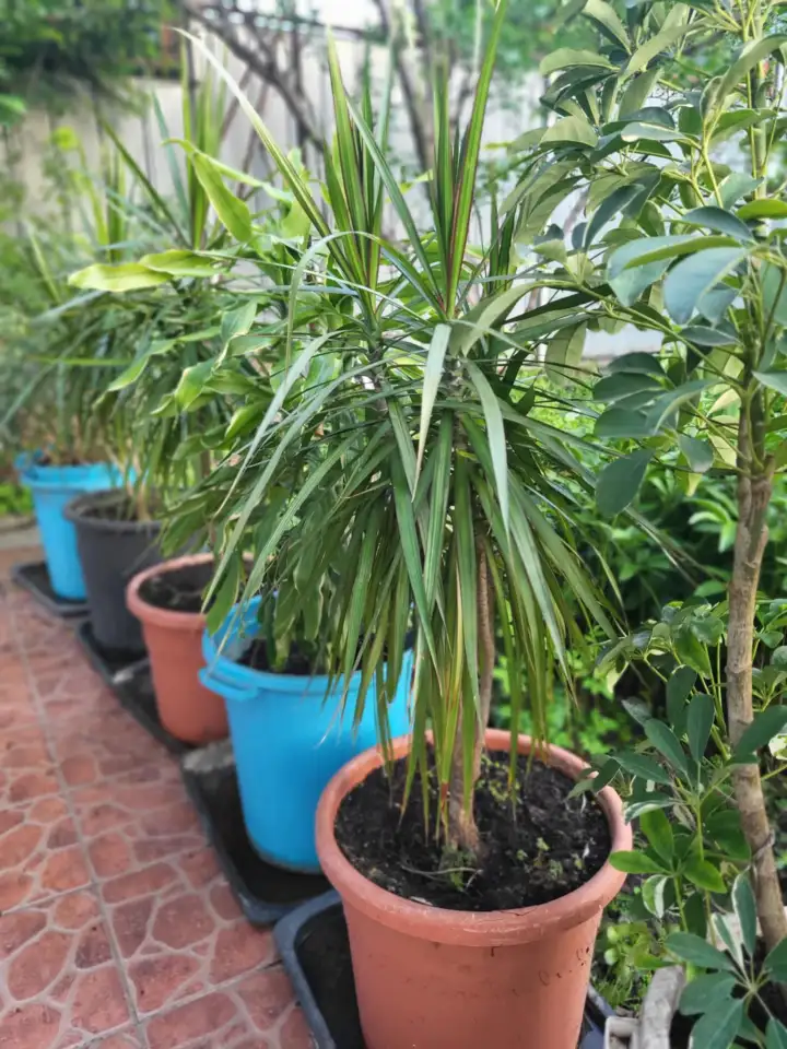 Продам большие драцены, фотография 1