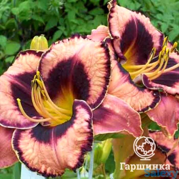 Лилейник овесом блоссом, фотография 1