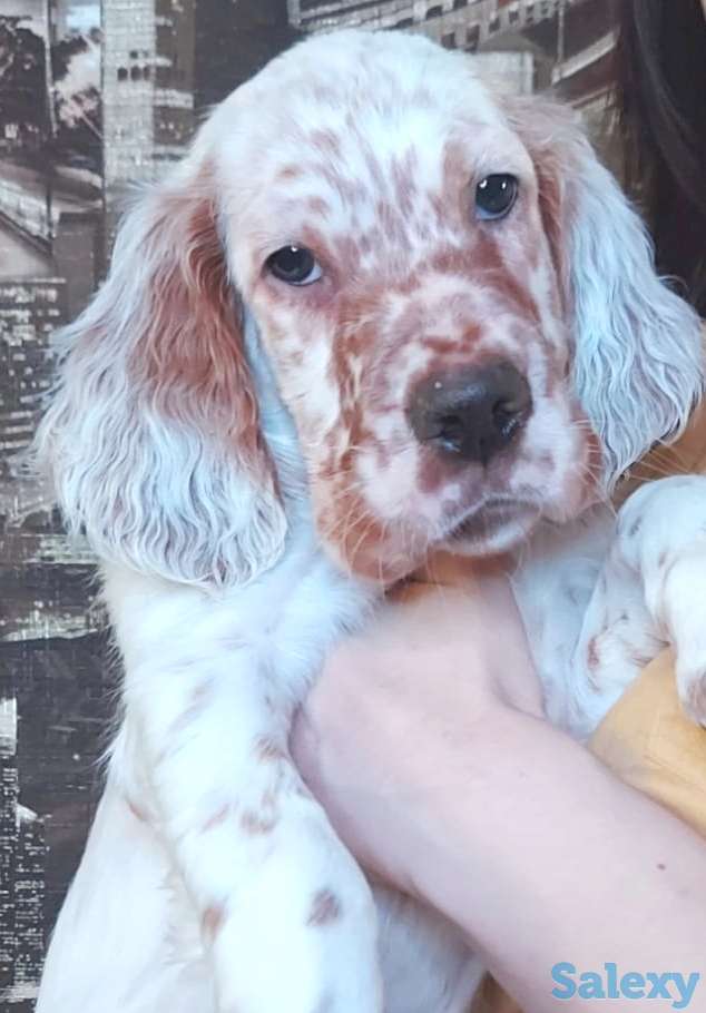 щенки английский сеттер, фотография 2