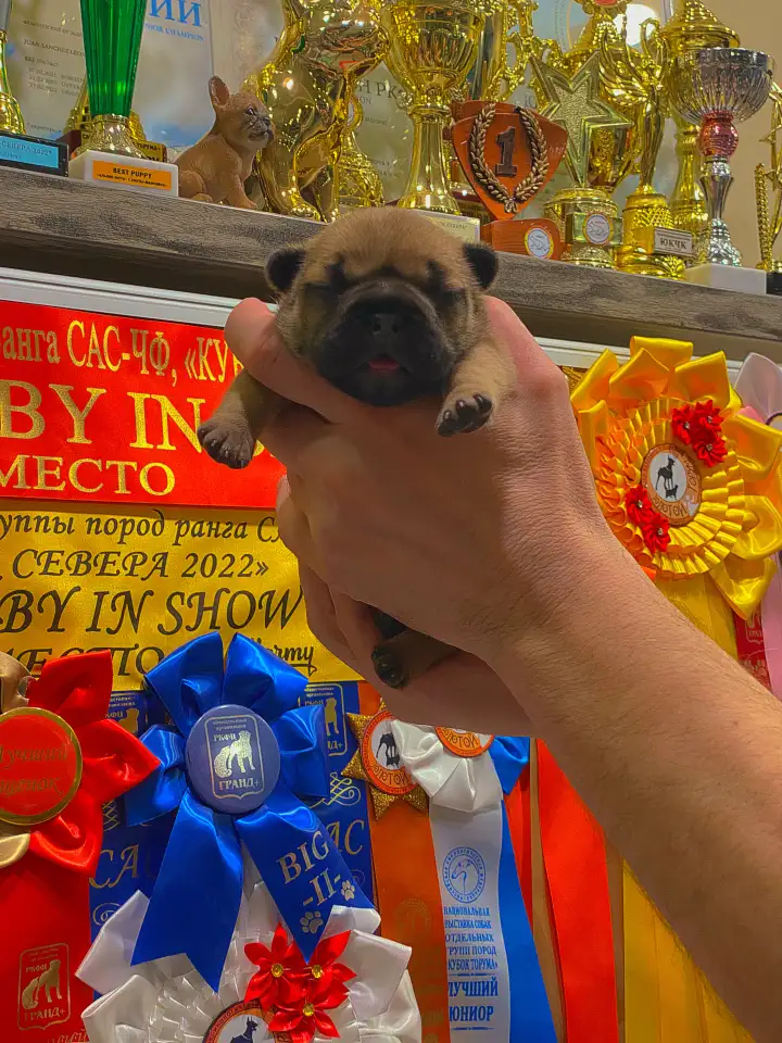 Щенок французского бульдога от чемпионов России, фотография 4