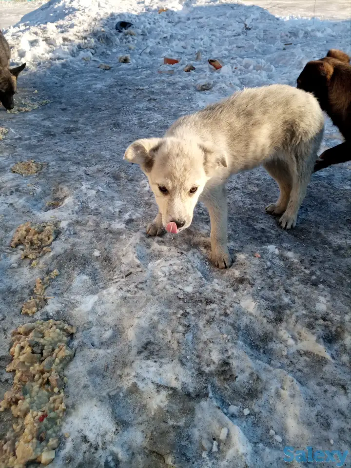 Помоги найти приют для щенят, фотография 5