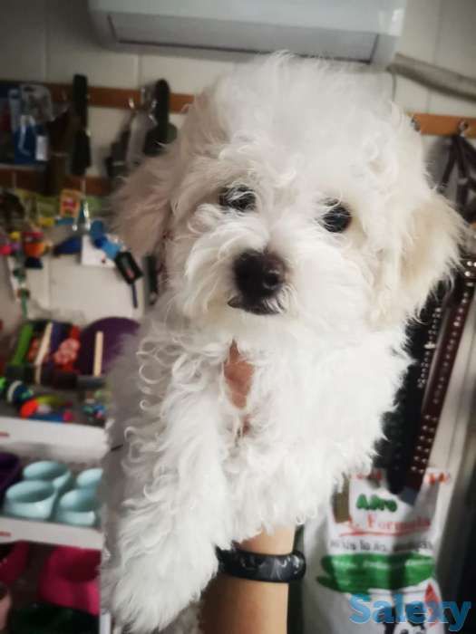 Продажа щенков Бишон Фризе, фотография 3