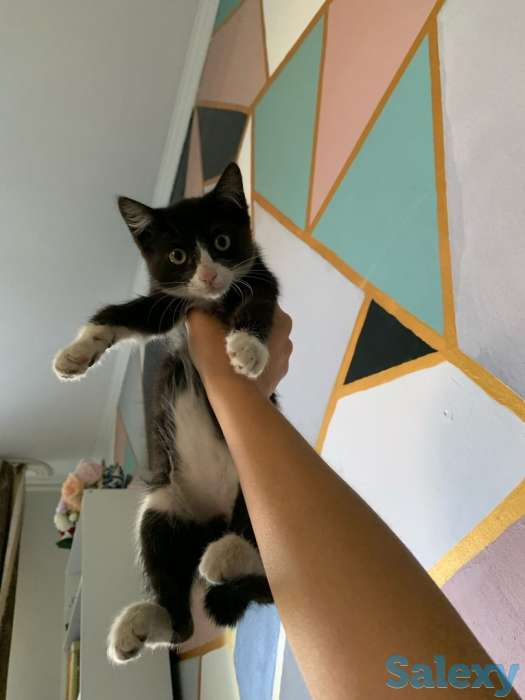 Отдам котенка в добрые руки, фотография 1