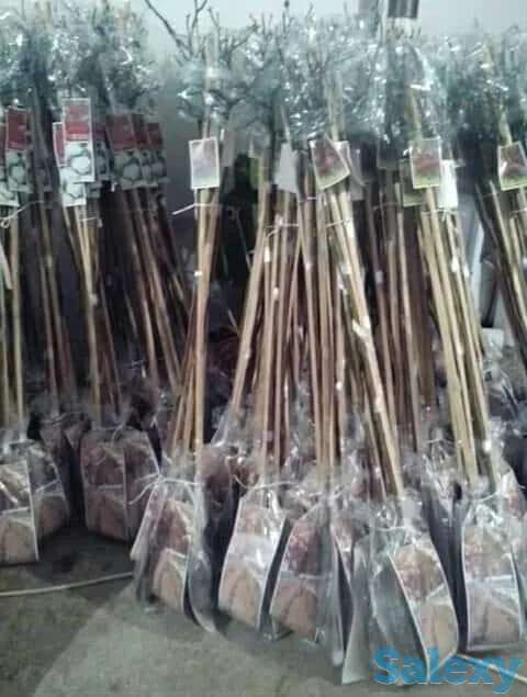 Саженцы штамбовые розы Сербия, фотография 1